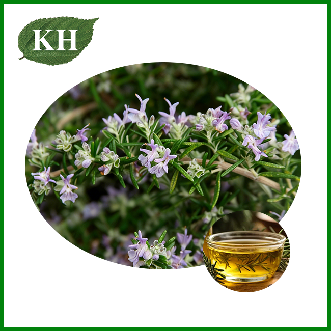 Pure Natural Rosemary Oil Manufacturer